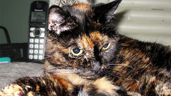 Nejstarší kočka na světě slaví narozeniny. Přežila dva své majitele